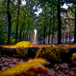 cIMG_20201018_082716_1 copy.jpg