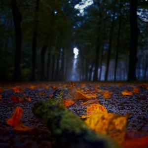 cIMG_20201018_082843_1 copy.jpg