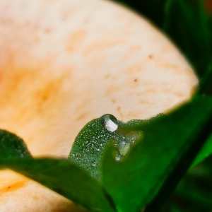 IMG_20201018_083549_1 copy.jpg